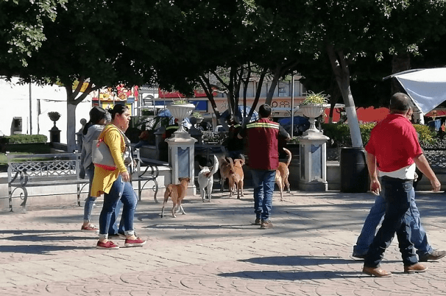 Parque Juárez está infestado de roedores en Tehuacán