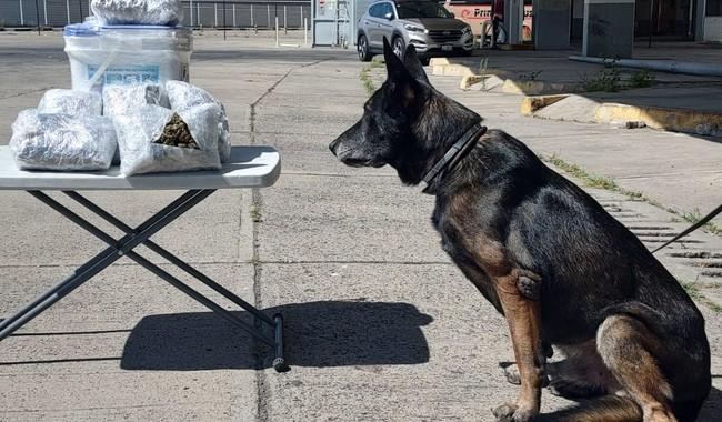 Interceptan más de 100 paquetes de marihuana enviados por paquetería