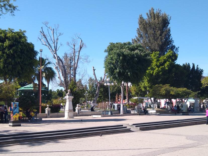 Daña hongo negro a especies del Parque Juárez en Tehuacán 