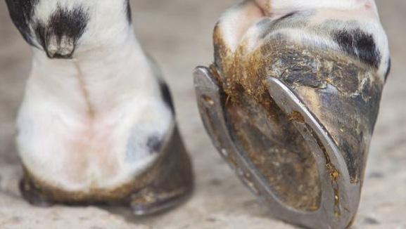 Jinete le echa encima caballo a niña en Izúcar