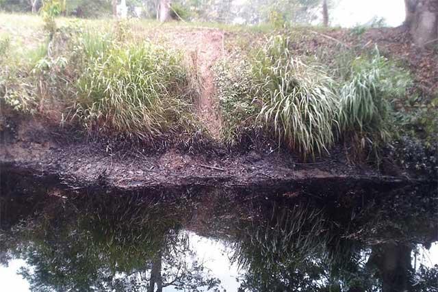 Mueren peces por derrame petrolero en Francisco Z. Mena