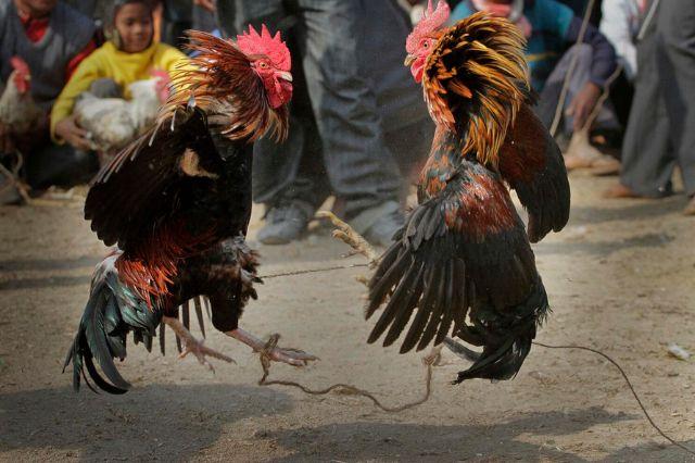 Gobierno de Puebla confirma las peleas de gallos para la Feria 2025