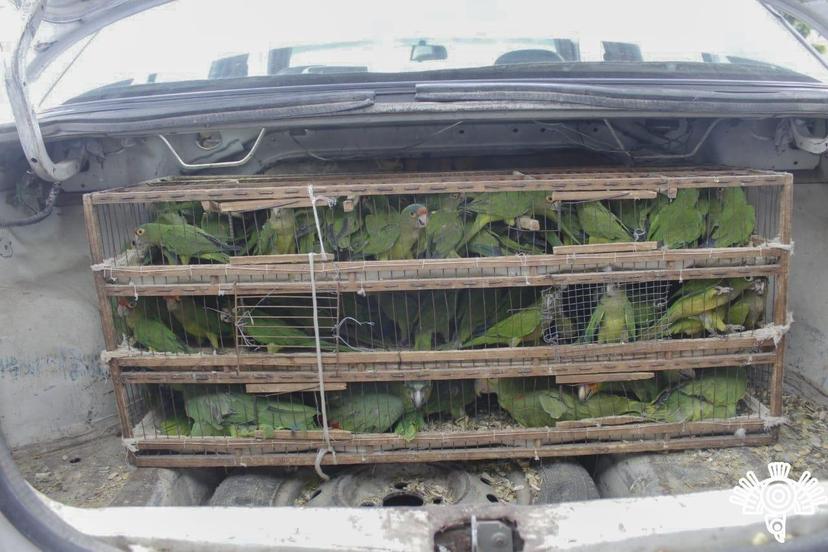 Los detienen en la México-Puebla con 130 ejemplares de loros y monos