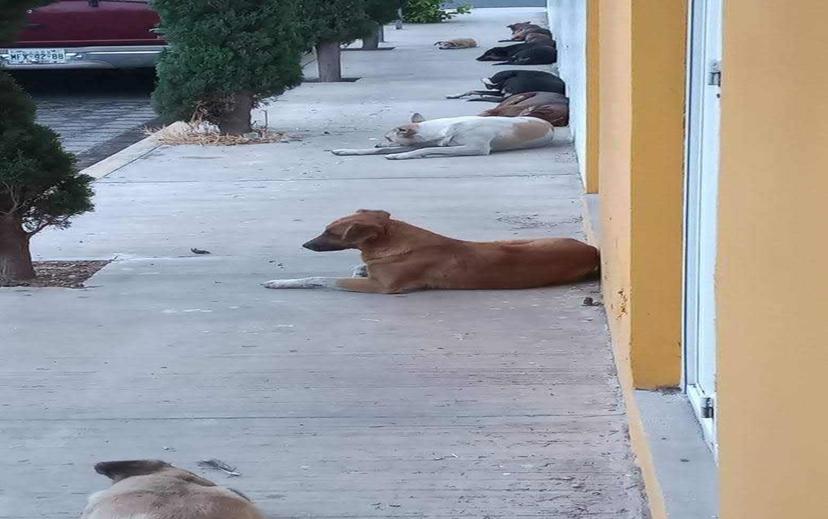 300 procedimientos y 10 incautaciones se registran en Tehuacán por maltrato animal