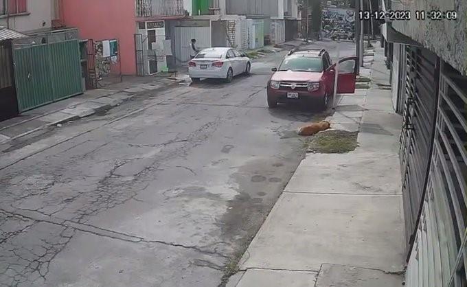 VIDEO Conductor atropella a lomito que dormía en calles de Galaxia Amalucan