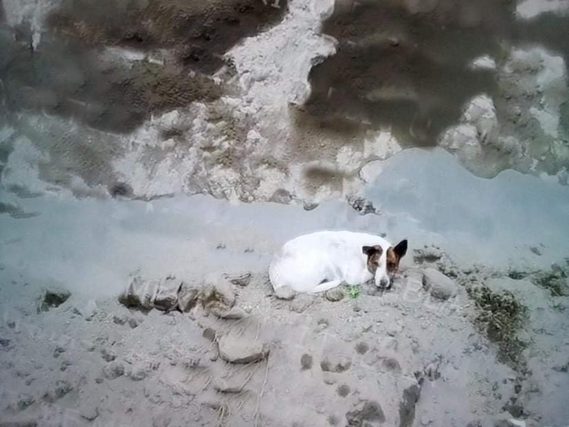 Cae otro perrito al socavón de Zacatepec en Juan C. Bonilla