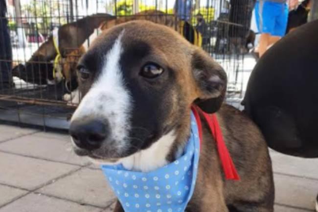 Inicia jornada de registro en el padrón de perros y gatos en Tehuacán  