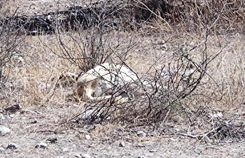 Matan a disparos a lomito en la colonia Resurrección de Tehuacán  