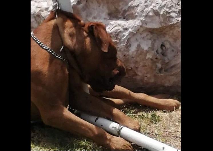 Ahorcan a perrito en Tehuacán para asaltar una vivienda