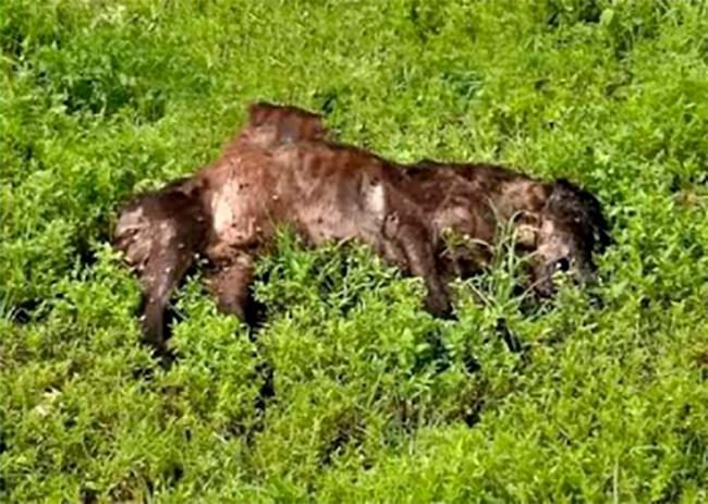 Causa enojo en vecinos de Acajete envenenamiento de 50 perros