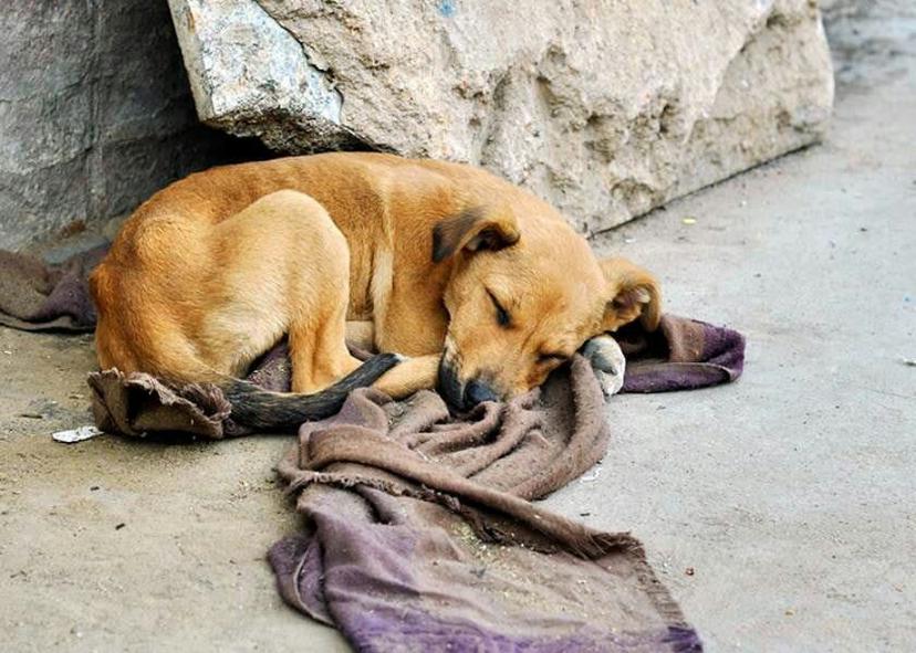 Acusan a rector de querer sacrificar a perros que vigilan el Tec de Izúcar