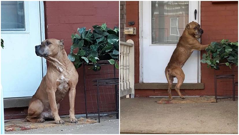 Perrito espera 20 días a familia que lo abandonó en mudanza