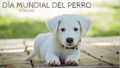 Celebra a tu peludo, hoy es Día Mundial del Perro