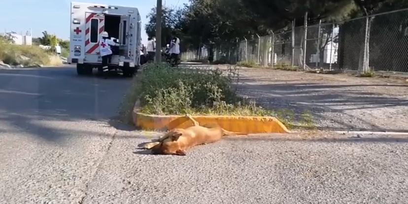 Joven atropella a perro con su moto y se mata al salir proyectado 