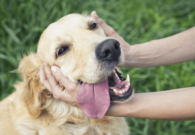 Mascotas contribuyen al cuidado de la salud mental de las personas: Salud