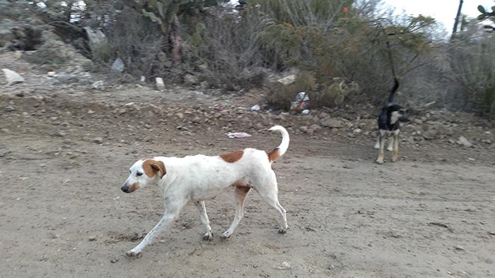 Esperan que municipio aplique leyes vs maltrato animal