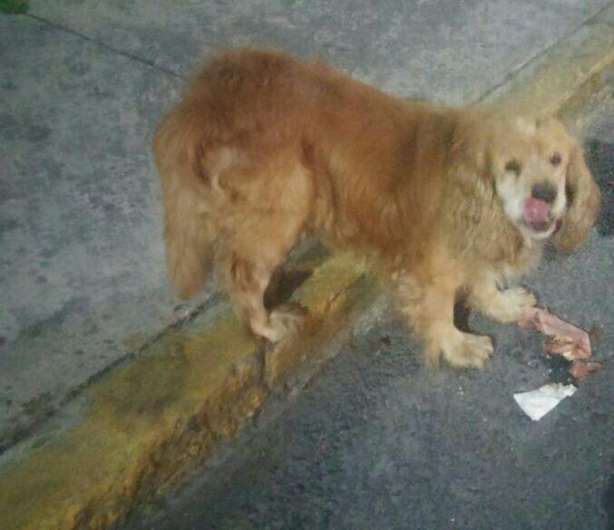 Amenazan con arma a empleado de centro canino de Metepec en Atlixco