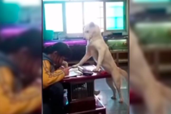 Este perro se hizo famoso por vigilar que niña haga la tarea