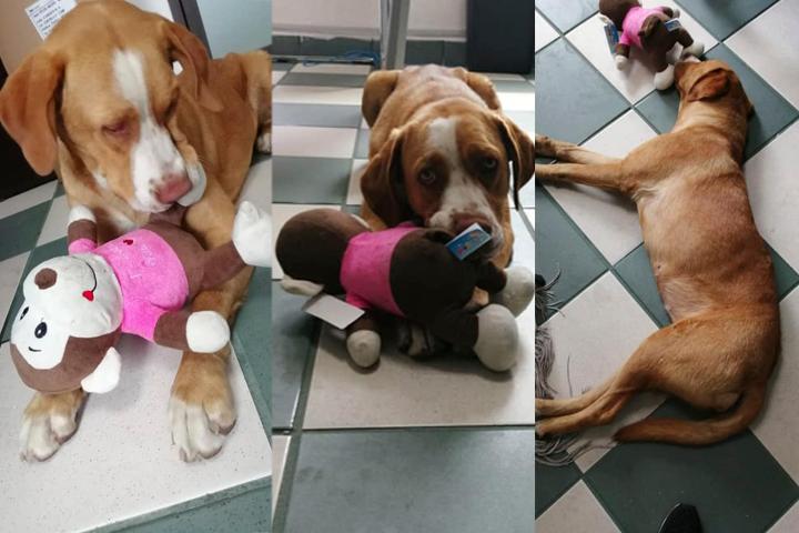 En Texmelucan piden ayuda para localizar a dueños de perrito