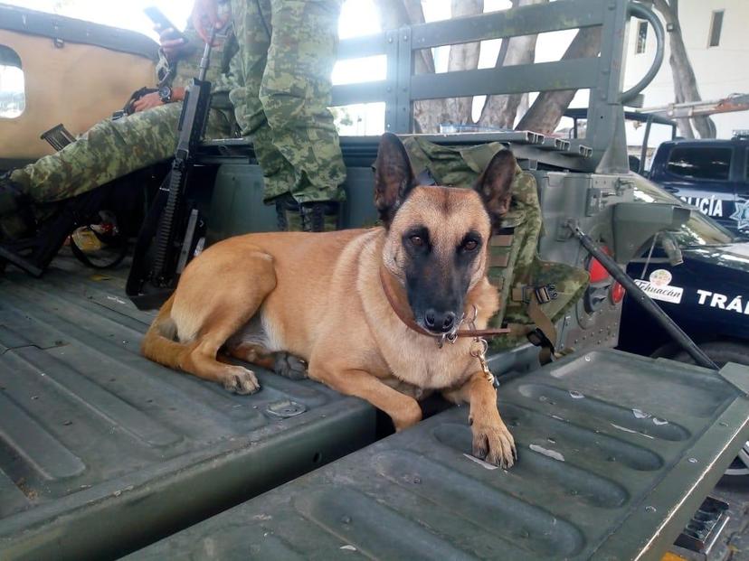 Perro policía detiene autobús ADO que transportaba droga 