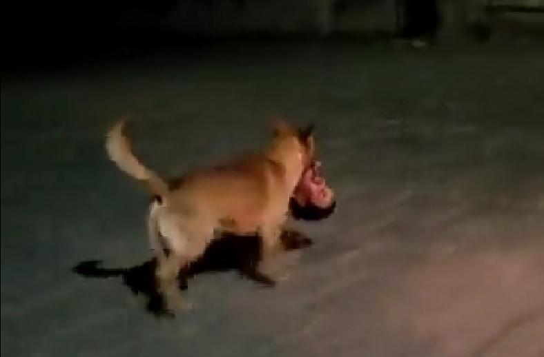 VIDEO Perro se pasea con cabeza humana en Zacatecas