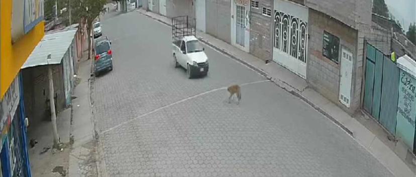 Indignan casos de perritos atropellados en Tehuacán y Miahuatlán
