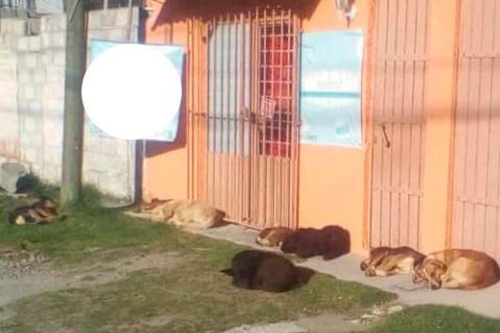 Perros callejeros se apropian de las calles de Chachapa