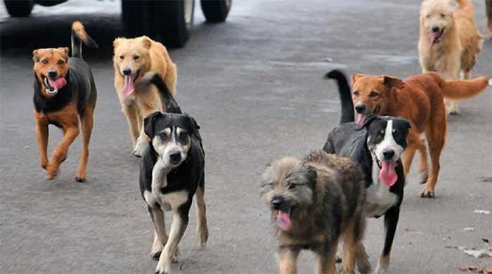 Perros callejeros invaden mercados en cuatro municipios