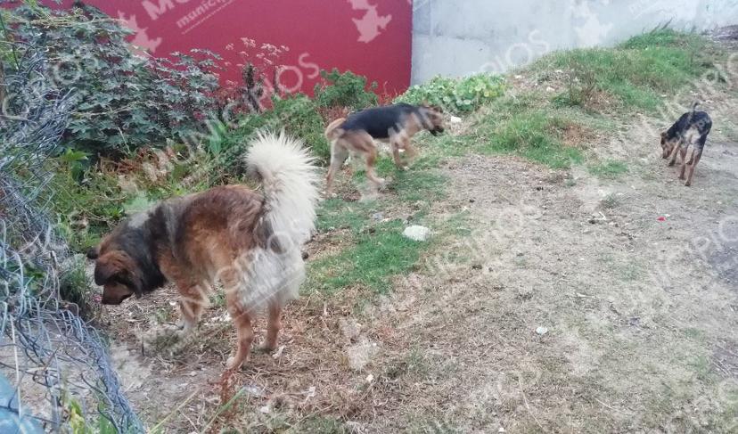 Aumentan ataques de perros en Zacapoaxtla