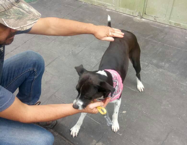 Aumenta 100% presencia de perros callejeros en Atlixco