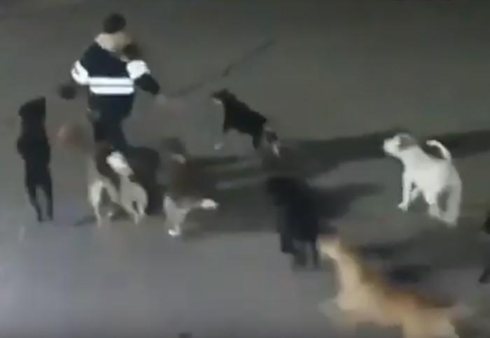 VIDEO Perros matan a mujer en el Estado de México