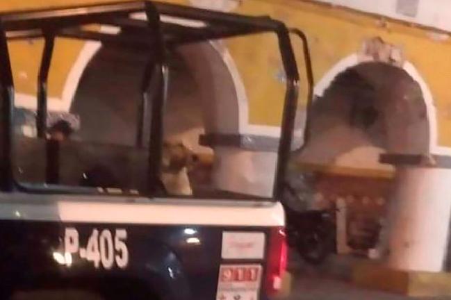 Policía de Izúcar levanta perros y los abandona en otros puntos