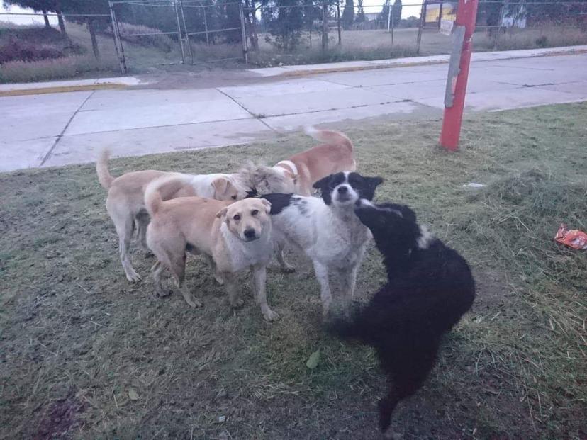 Suma San Martín Texmelucan 15 ataques de perros