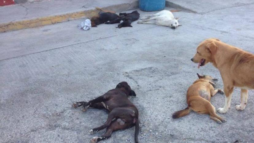 Aparecen perros envenenados en calles de Izúcar