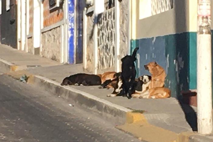 Perros callejeros ya son un problema de salud pública en Atlixco