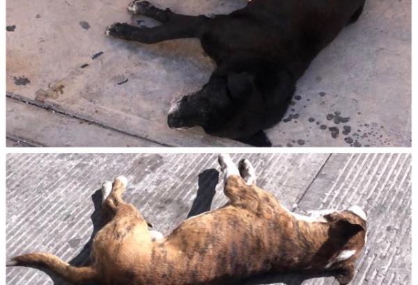 Niegan acumulación de perros muertos en albergue del ayuntamiento de Puebla