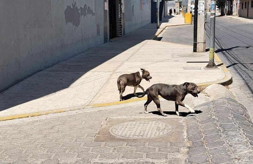 Secuestran lomitos para pedir miles de pesos a cambio en Tehuacán