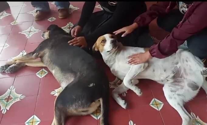 Resguardan a perritos que sedaron en Tehuacán por visita del gobernador 