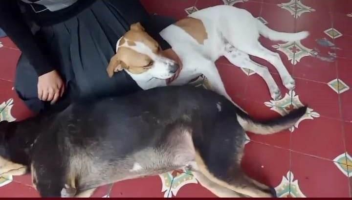 Solicitan que Contraloría investigue caso de perritos sedados en Tehuacán 