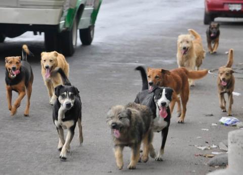 Perros llevando un cráneo alertan sobre cuerpo en Juan N. Méndez