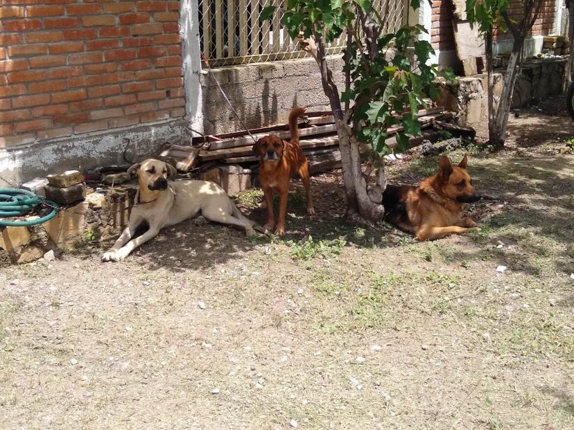 Presencia de perros callejeros en Tehuacán incrementó 100% en pandemia 