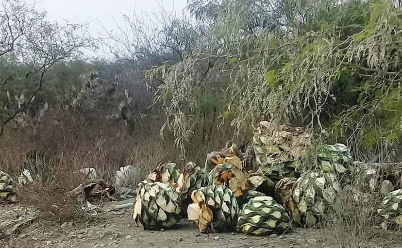 Continúa saqueo de agave mezcalero en la RBTC, aseguran 3 toneladas 