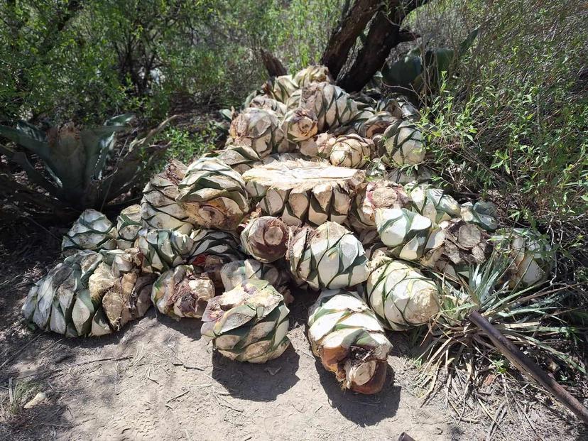 Ante saqueo de maguey en Reserva Tehuacán-Cuicatlán buscan apoyo para vigilancia 