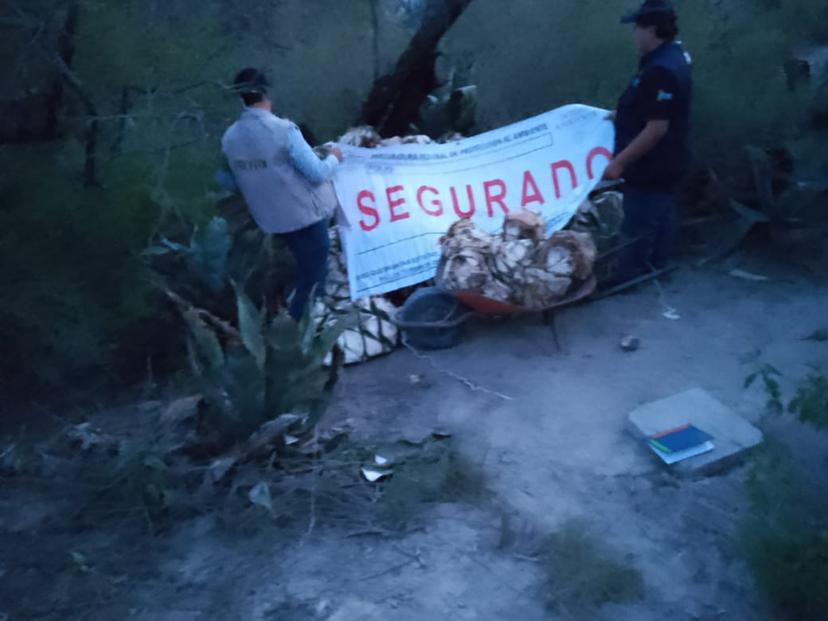 Decomisan 2 toneladas de maguey extraídas ilegalmente de la Reserva de la Biósfera