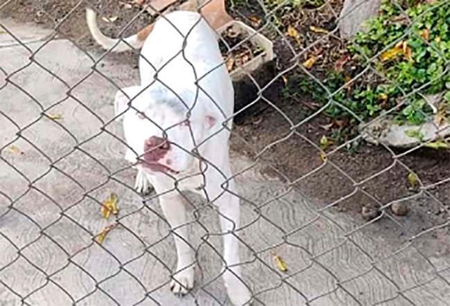 Jauría de pitbull ataca en Tlahuapan a menor de 9 años y lo manda al hospital