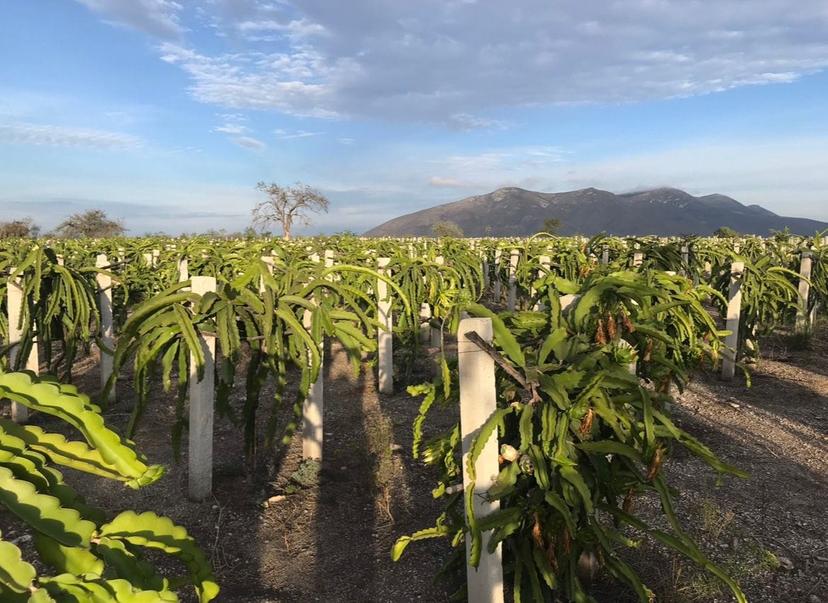 En la Mixteca poblana hay mucho potencial de siembra de fruta: productor