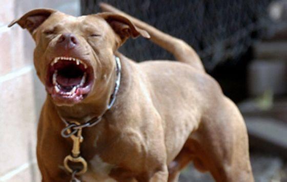 Pitbull ataca a mujer cuando caminaba por calles de Huejotzingo