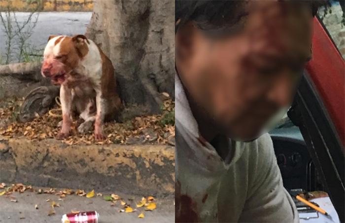 Pitbull ataca a hombre y lo hiere de gravedad en Atlixco