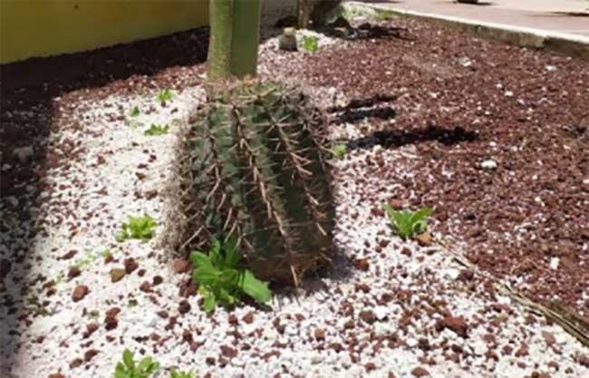 Buscará Tehuacán rescatar plantas endémicas de zonas irregulares