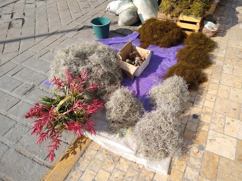 Doce especies de la Reserva de la Biosfera en Tehuacán son saqueadas por Navidad